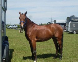 dressage horse Flip Flop (German Riding Pony, 2005, from Bartholomeo)