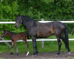 broodmare Weltweit (Hanoverian, 1987, from Wittgenstein)