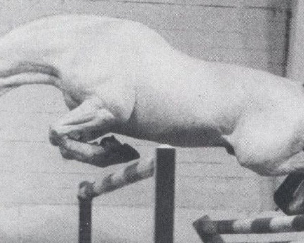 stallion Inuki (Oldenburg, 1975, from Inschallah AA)