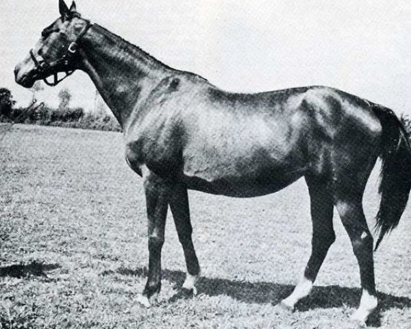 broodmare Sif xx (Thoroughbred, 1936, from Rialto xx)