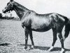 Pferd Sif xx (Englisches Vollblut, 1936, von Rialto xx)