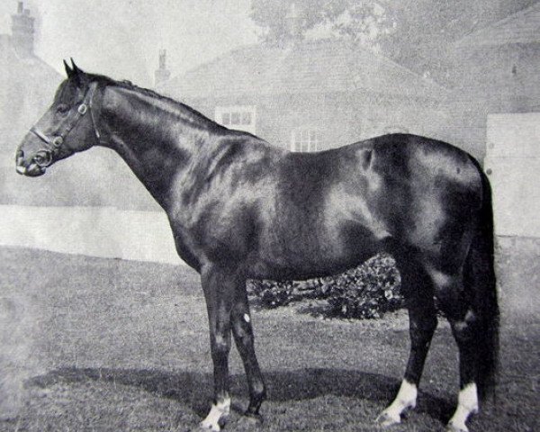 stallion Shantung xx (Thoroughbred, 1956, from Sicambre xx)