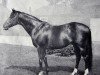 stallion Shantung xx (Thoroughbred, 1956, from Sicambre xx)