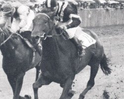 broodmare Ankertrosse xx (Thoroughbred, 1962, from Shantung xx)