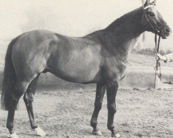stallion Atlantico xx (Thoroughbred, 1975, from Kronzeuge xx)