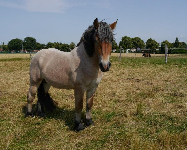 Pferd Eldorado (Rheinisch-Deutsches Kaltblut, 2010, von Endo)