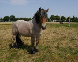 horse Eldorado (Rhenish-German Cold-Blood, 2010, from Endo)