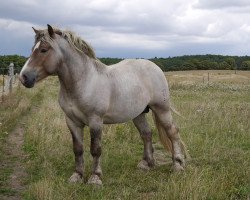 horse Eisprinz (Rhenish-German Cold-Blood, 2009, from Eros von Brück)