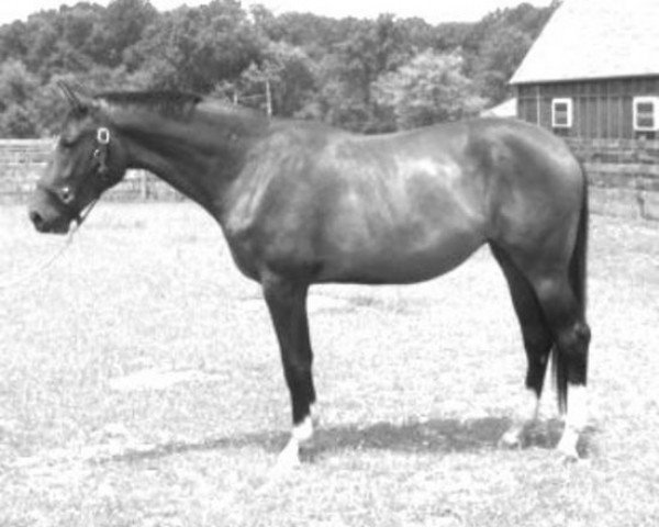 broodmare Missoula (Hanoverian, 1971, from Miracolo xx)