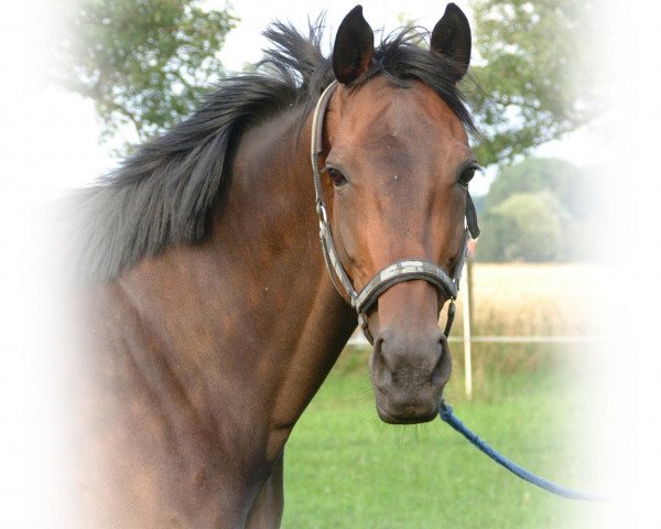 broodmare Anna Vossy (Hanoverian, 1995, from Aarking xx)