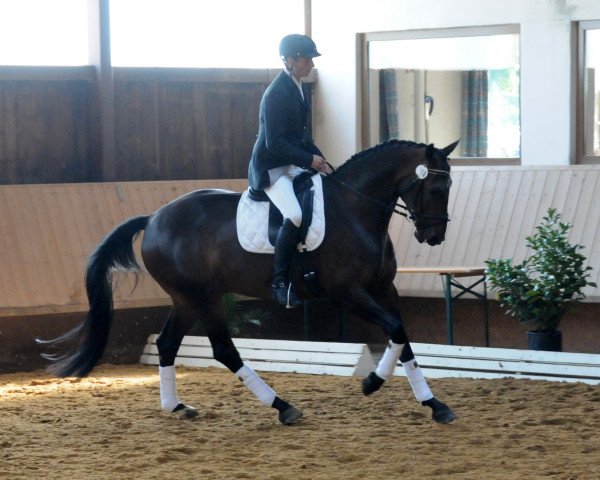 dressage horse Rosenkrieg (Hanoverian, 2004, from Relevant)