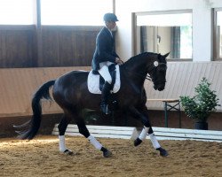 dressage horse Rosenkrieg (Hanoverian, 2004, from Relevant)