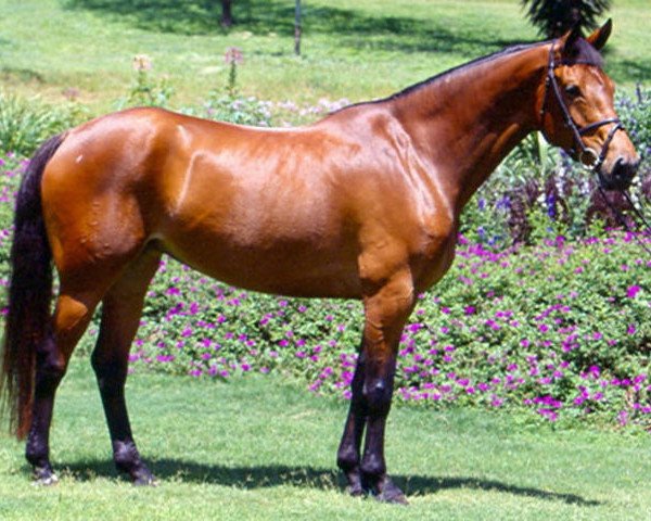 broodmare Lucrecia La Silla (Westphalian, 1994, from Landadel)