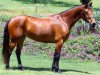 broodmare Lucrecia La Silla (Westphalian, 1994, from Landadel)