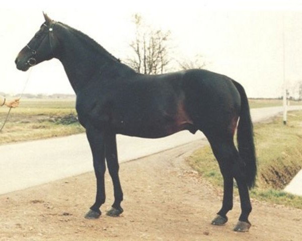 stallion Pele (Dutch Warmblood, 1974, from Abgar xx)