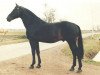 stallion Pele (Dutch Warmblood, 1974, from Abgar xx)