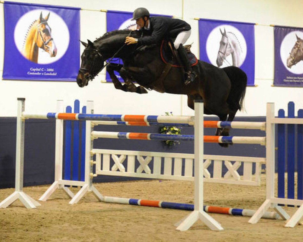 horse Clarence II (Holsteiner, 2004, from Carano)