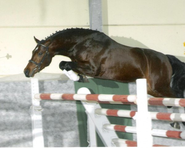 stallion Cobold Es (German Riding Pony, 2002, from Cyros)