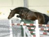 stallion Cobold Es (German Riding Pony, 2002, from Cyros)