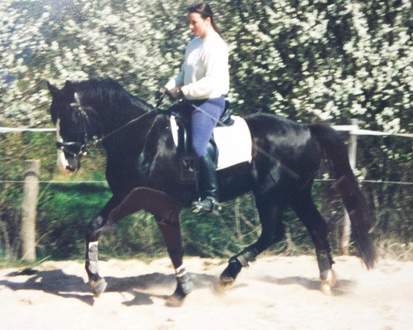 Pferd Dandolo 27 (Rheinländer, 1990, von Dalheim)