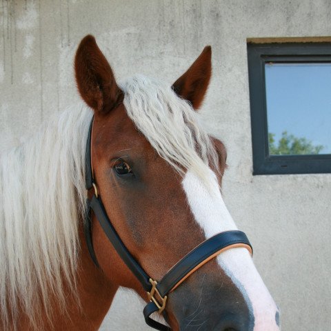 horse Falco (Black Forest Fox, 2013, from Federsee)