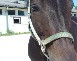 broodmare Campina (Oldenburg, 2001, from Concetto I)