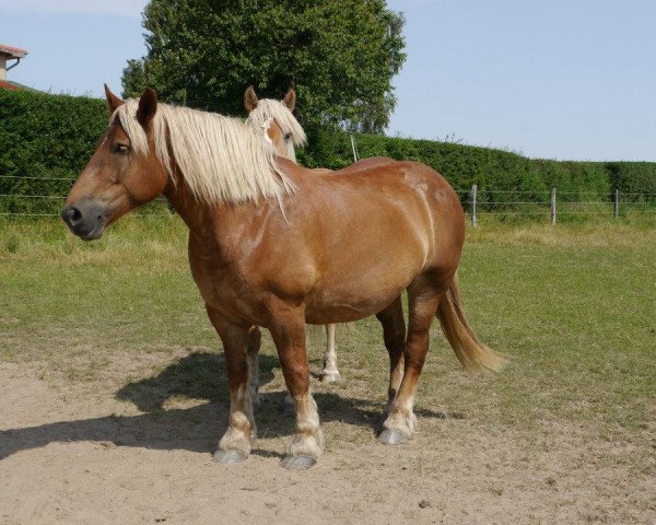 broodmare Essaya (Rhenish-German Cold-Blood, 2005, from Endo)