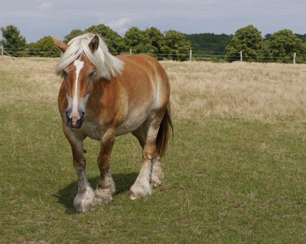 broodmare Evana (Rhenish-German Cold-Blood, 2004, from Endo)