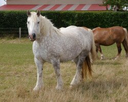 broodmare Eneisa (Rhenish-German Cold-Blood, 2006, from Endo)