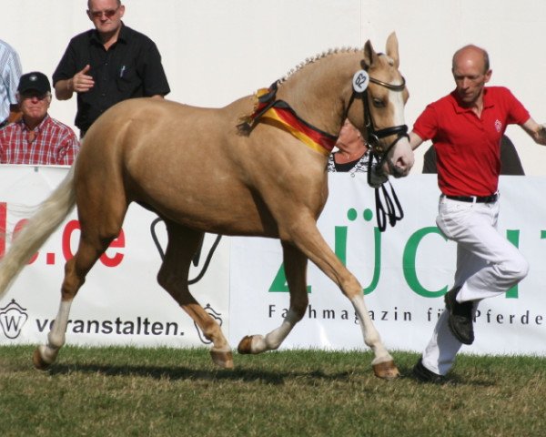 dressage horse Steverheides Amidala (German Riding Pony, 2007, from A Gorgeous)