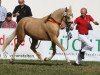 dressage horse Steverheides Amidala (German Riding Pony, 2007, from A Gorgeous)