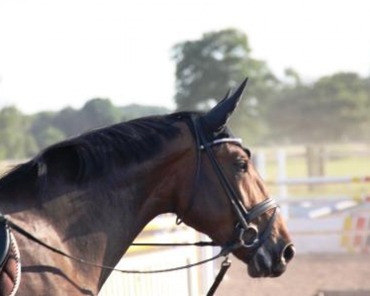 dressage horse Blue Cheyenne SL (Westphalian, 2009, from Basic)