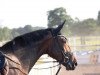 dressage horse Blue Cheyenne SL (Westphalian, 2009, from Basic)