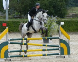 jumper Coco-Chanel (Zangersheide riding horse, 2006, from Chippendale Z)