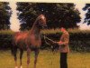 stallion Winden xx (Thoroughbred, 1966, from Mossborough xx)