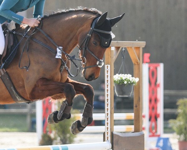 jumper Levi Minka (KWPN (Royal Dutch Sporthorse), 2016, from El Salvador)