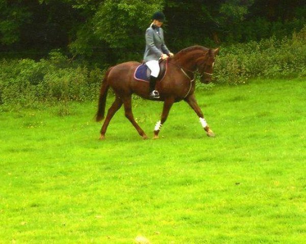 broodmare Rio (British Sport Horse, 1992, from Tarragon)