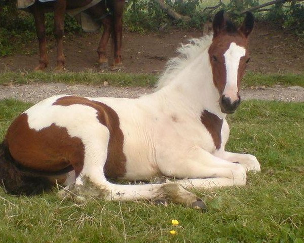 horse Asia (Roan Warmblood, 2009, from Lostock King of the Hill)