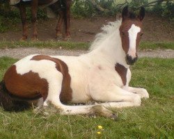 Pferd Asia (Warmblutschecke, 2009, von Lostock King of the Hill)