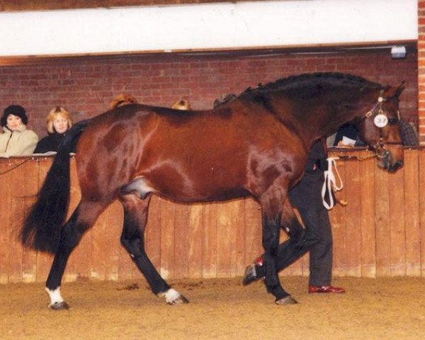 stallion Drayton (Irish Sport Horse, 1987, from Skippy)