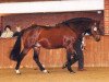 stallion Drayton (Irish Sport Horse, 1987, from Skippy)