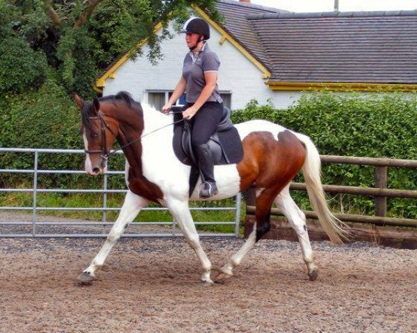 horse Penlove The Profit (anglo european sporthorse, 2008, from Lostock King of the Hill)