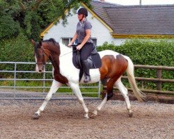 horse Penlove The Profit (anglo european sporthorse, 2008, from Lostock King of the Hill)