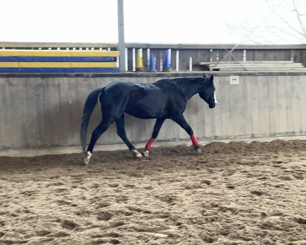 Zuchtstute Zaubergold (Trakehner, 1997, von Herzruf)