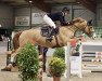 jumper Cuba (KWPN (Royal Dutch Sporthorse), 2007, from Larino)