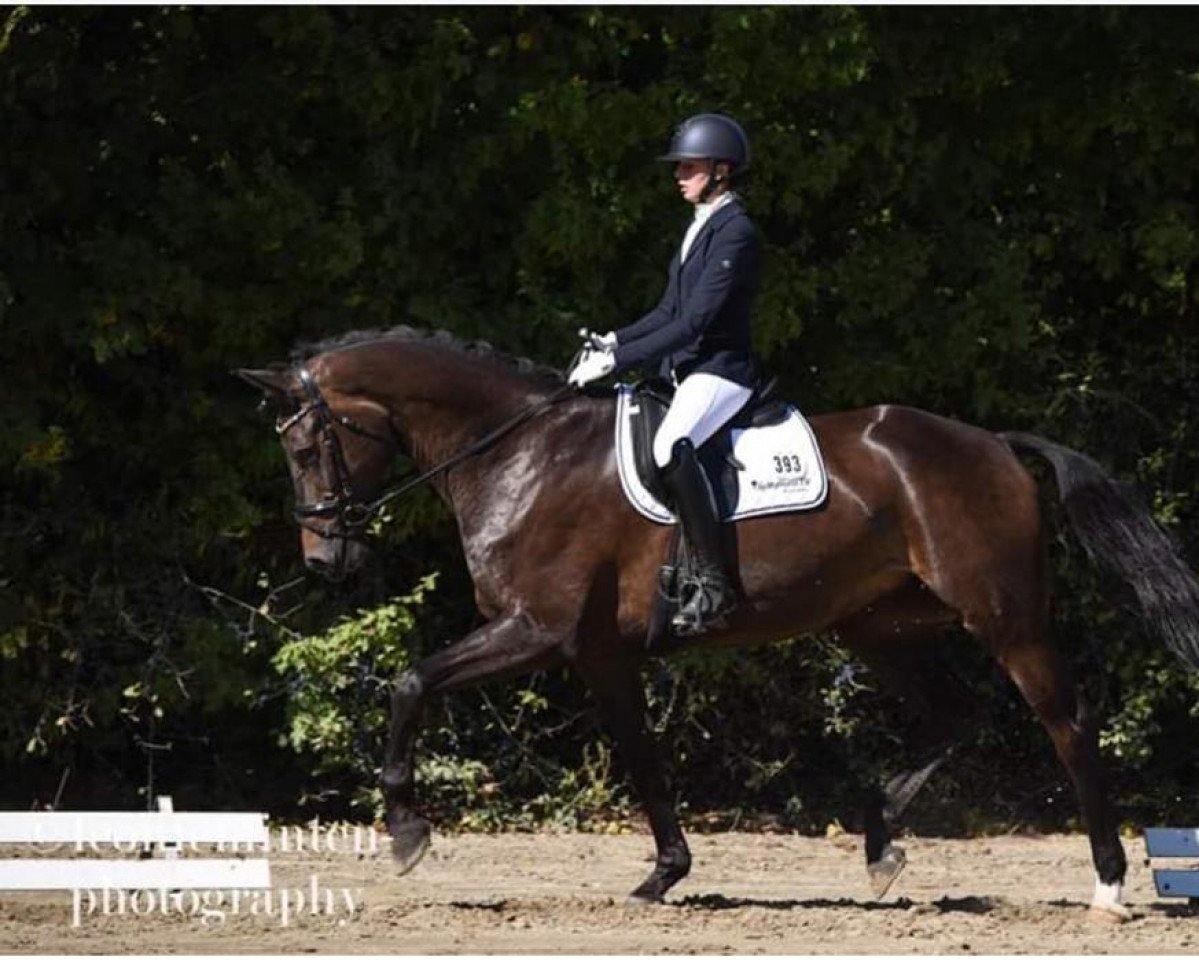 broodmare Estonia (Westphalian, 2015, from Escolar)