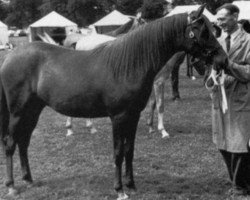 broodmare Razehra ox (Arabian thoroughbred, 1955, from Rashid ox)