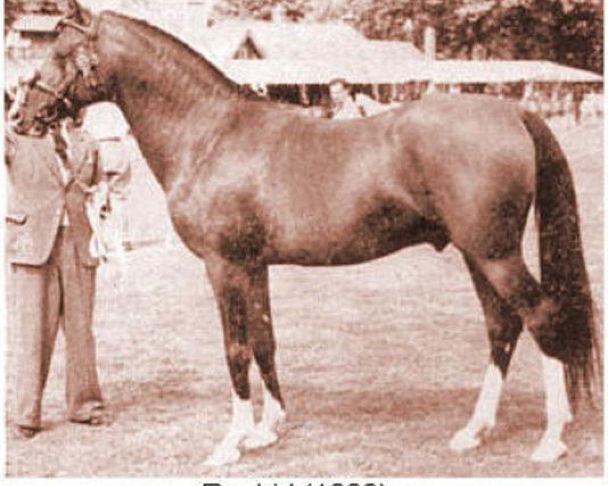 stallion Rashid ox (Arabian purebred, 1938, from Saoud ox)