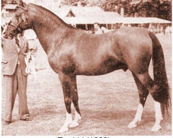 stallion Rashid ox (Arabian thoroughbred, 1938, from Saoud ox)