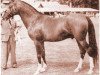 stallion Rashid ox (Arabian thoroughbred, 1938, from Saoud ox)
